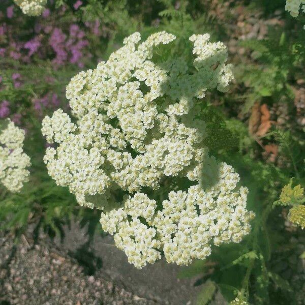 Achillea crithmifolia Flower