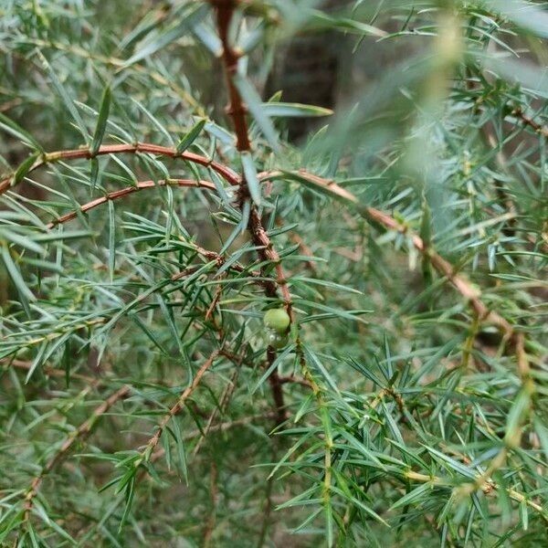 Juniperus communis Frugt