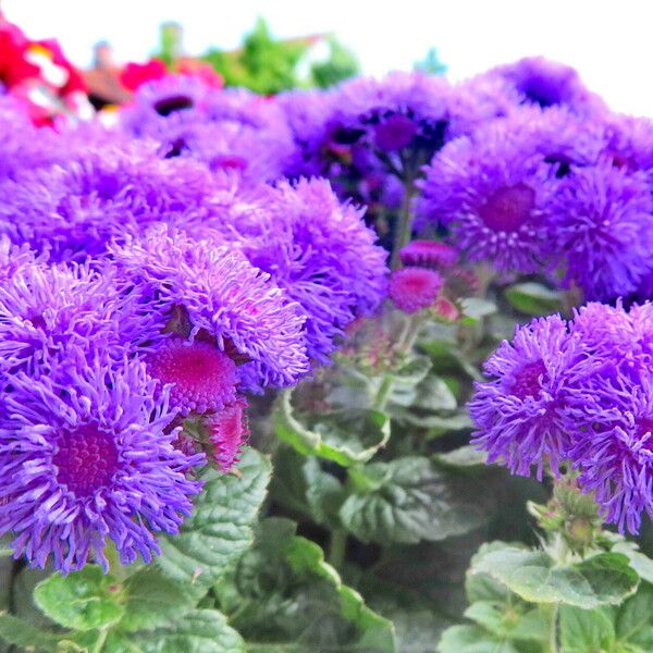 Ageratum houstonianum Celota