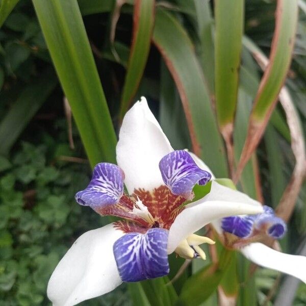 Trimezia gracilis Flower