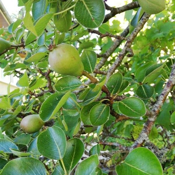 Pyrus communis Frukto