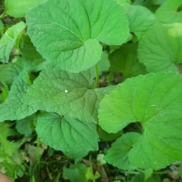 Viola pubescens عادت