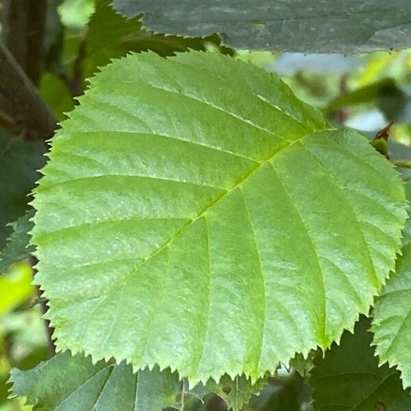 Alnus alnobetula Fulla