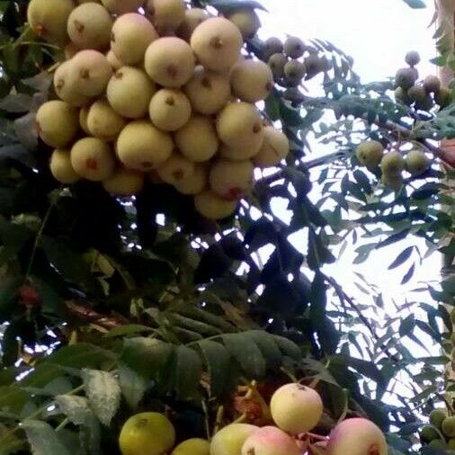 Sorbus domestica Fruit