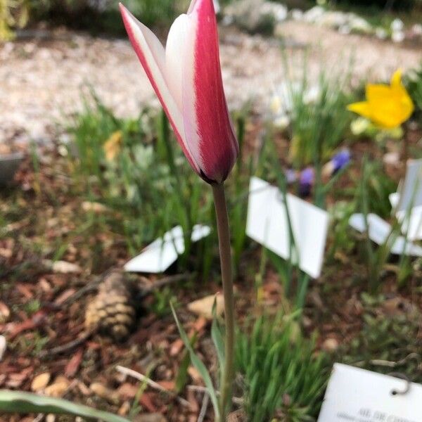 Tulipa clusiana Fleur