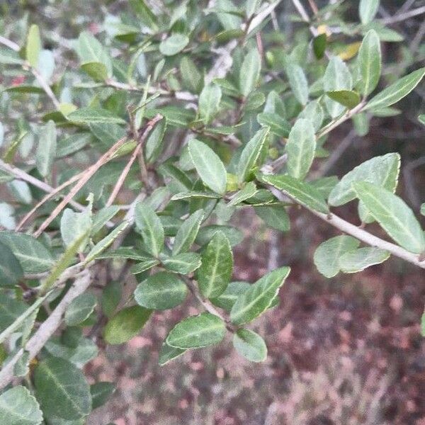 Ilex vomitoria ഇല