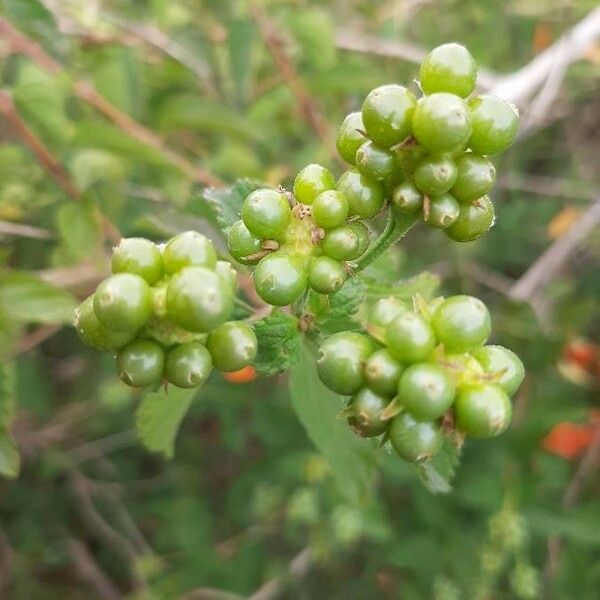 Streptosolen jamesonii Fruchs