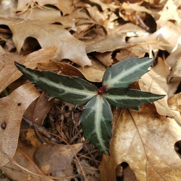 Chimaphila maculata Leaf