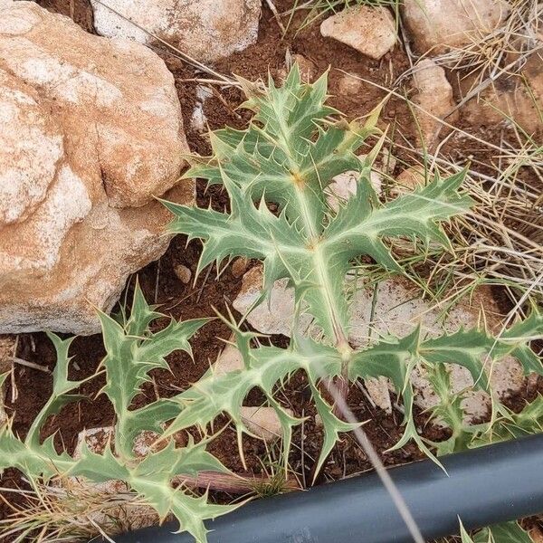 Eryngium campestre Yaprak