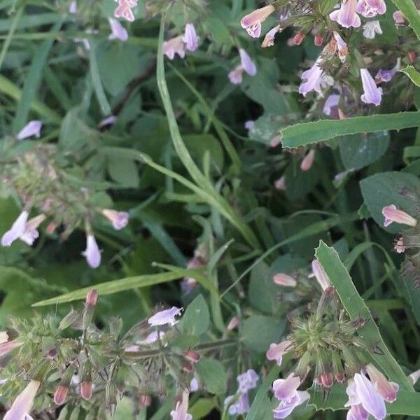 Salvia officinalis Blomma