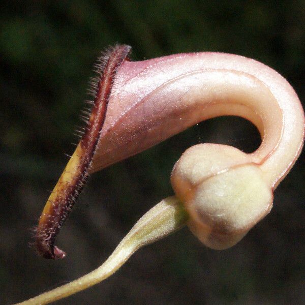 Aristolochia sempervirens Blodyn