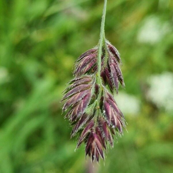 Dactylis glomerata Цветок