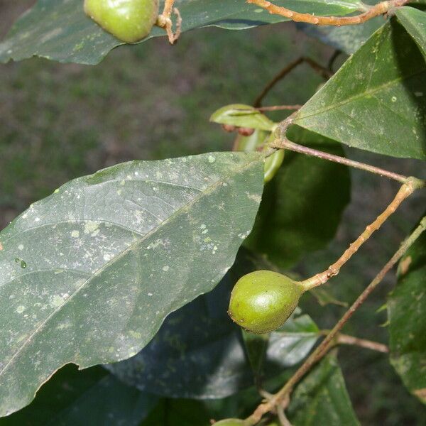 Rinorea hummelii Fruit