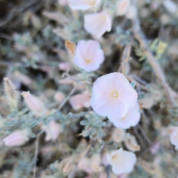 Convolvulus acanthocladus Kvet