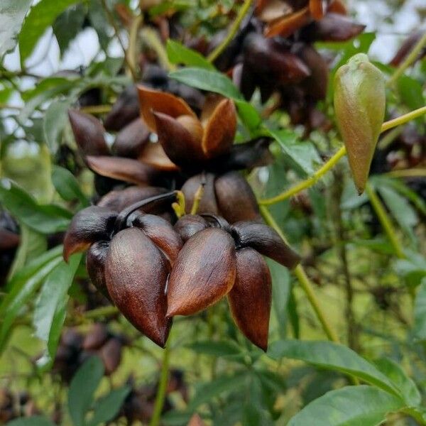 Distimake dissectus Fruit