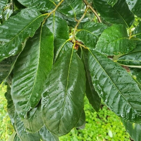 Castanea mollissima Leaf