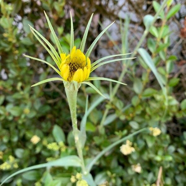 Tragopogon dubius Blüte