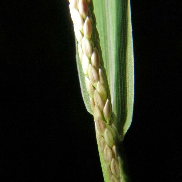 Digitaria violascens Bark