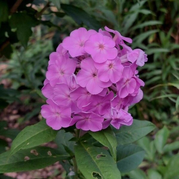 Phlox paniculata Floro