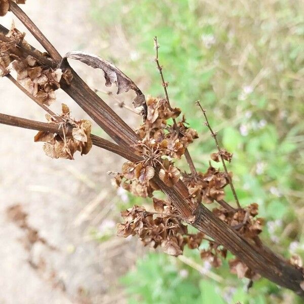 Rumex confertus Frutto