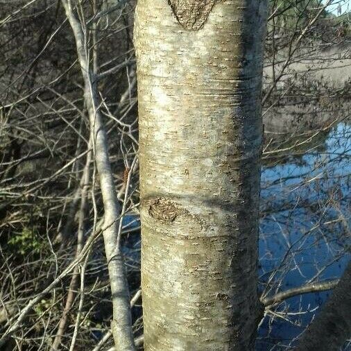 Alnus glutinosa 树皮