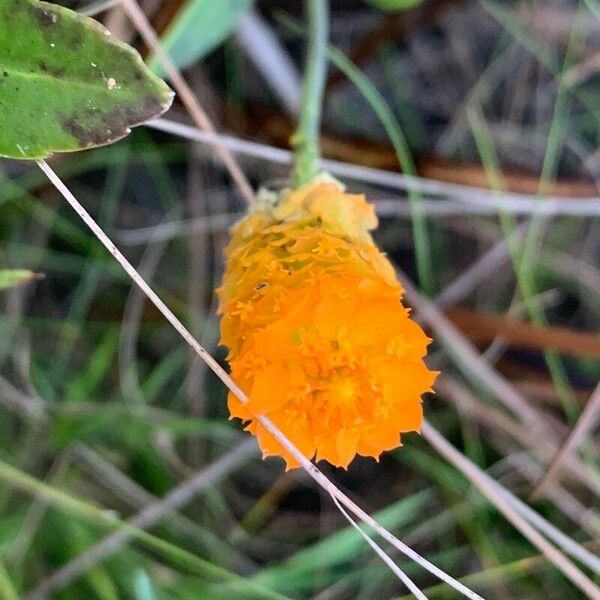 Polygala lutea Flor