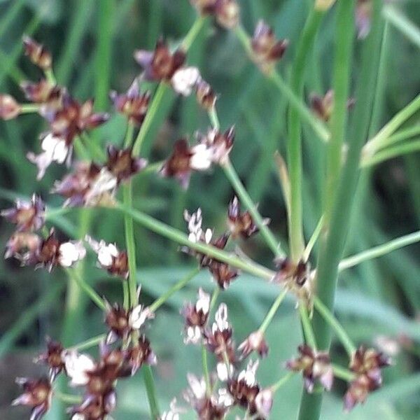 Juncus acutiflorus Flower