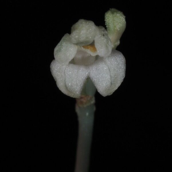 Didymoplexis micradenia Flower