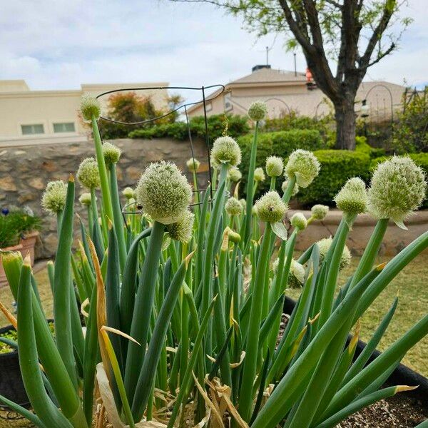 Allium fistulosum Лист