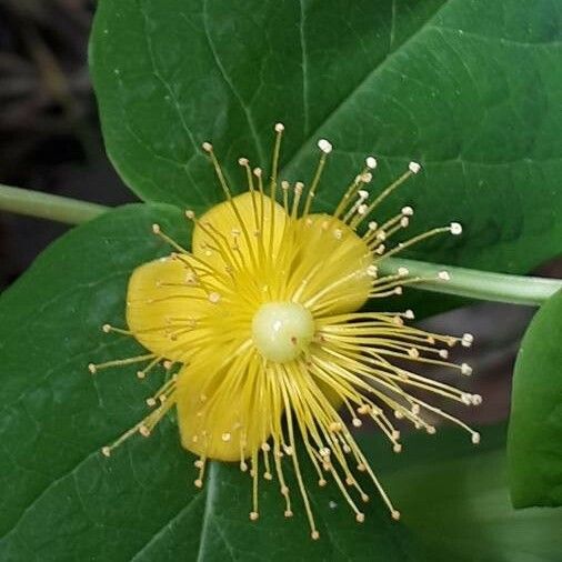 Hypericum androsaemum 花