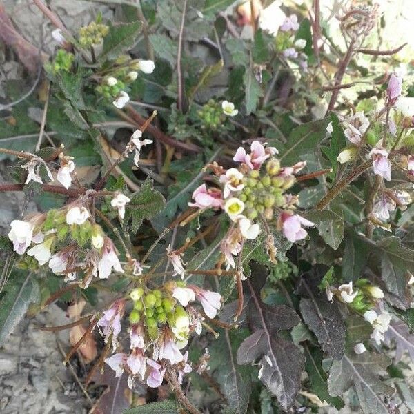 Diplotaxis erucoides Blomma