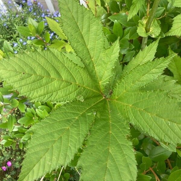 Filipendula rubra Fuelha