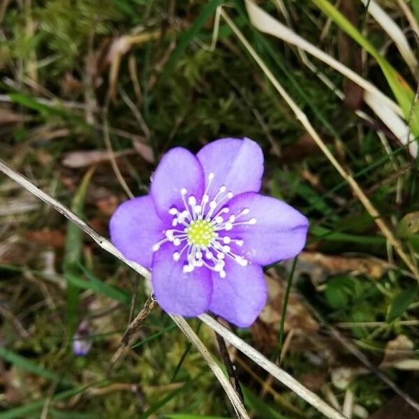 Hepatica nobilis Kvet