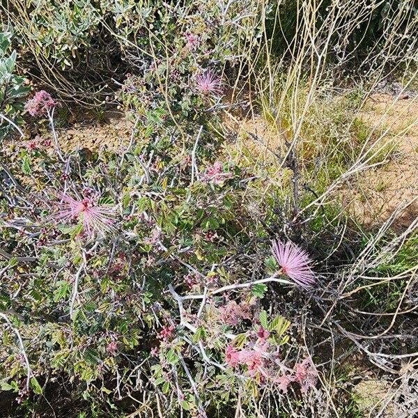 Calliandra eriophylla Žiedas