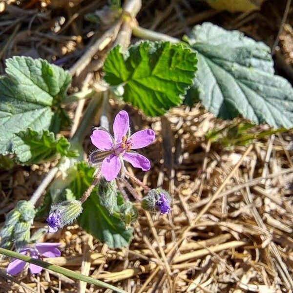 Erodium malacoides Çiçek