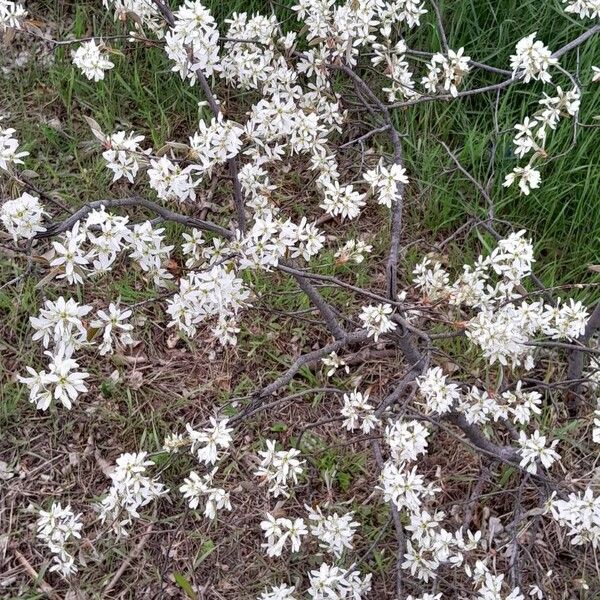 Amelanchier × lamarckii Vekstform