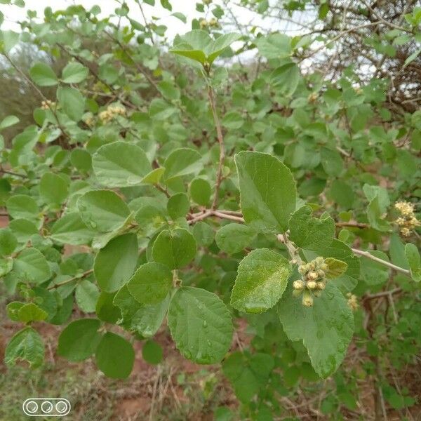 Cordia monoica Leaf