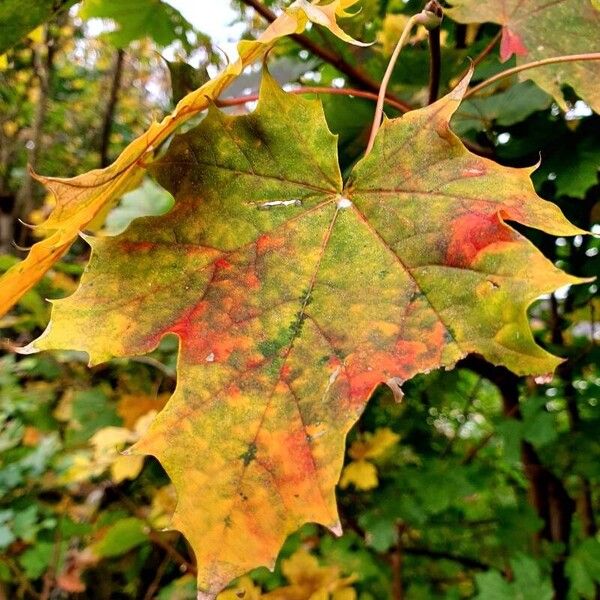 Acer platanoides पत्ता