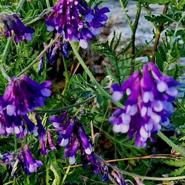 Vicia dasycarpa Цвят