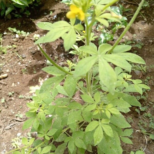 Cleome viscosa Leaf