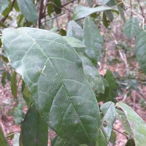 Combretum illairii Leaf