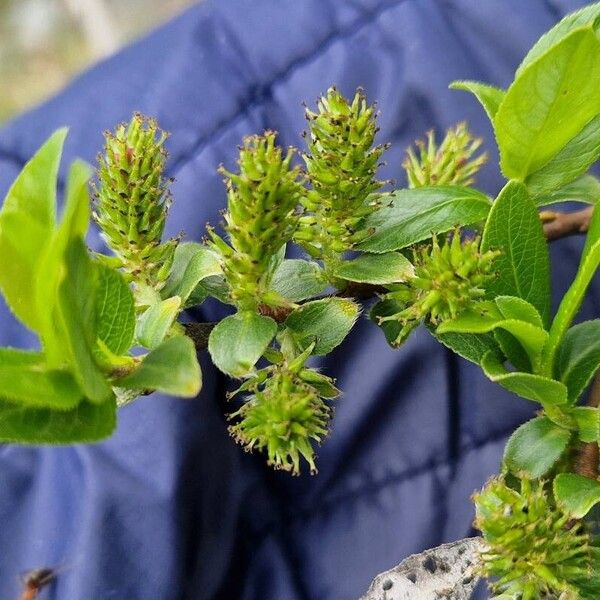 Salix pentandra Blüte