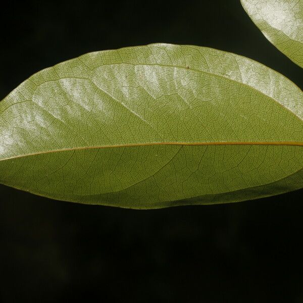 Anomospermum reticulatum Leaf