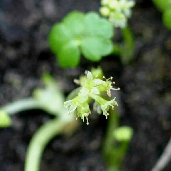 Hydrocotyle ranunculoides Flower