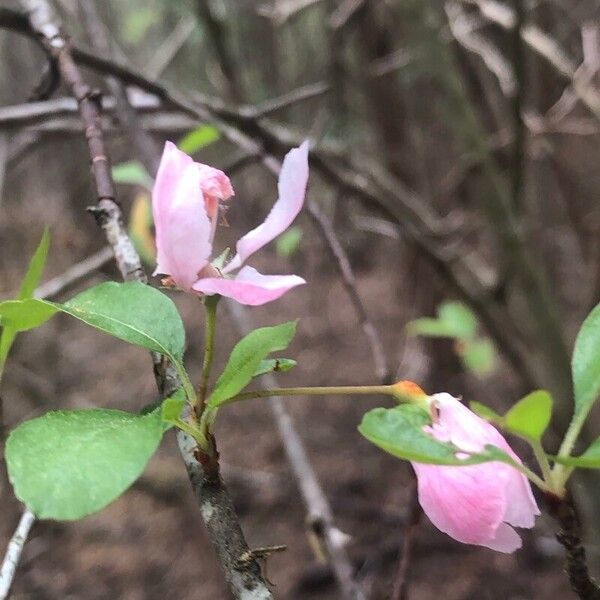 Malus angustifolia Flower