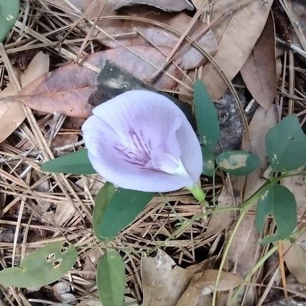 Clitoria mariana Flower