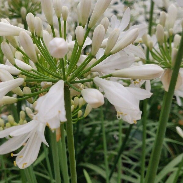 Agapanthus africanus 花