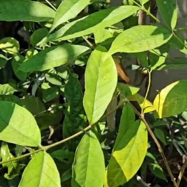 Wrightia tinctoria Leaf