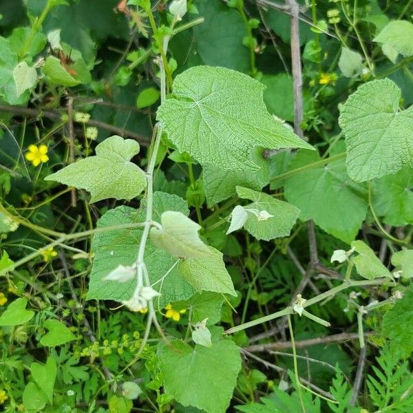 Vitis girdiana Leaf