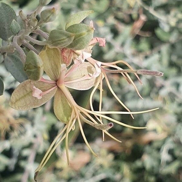 Cadaba farinosa Flower